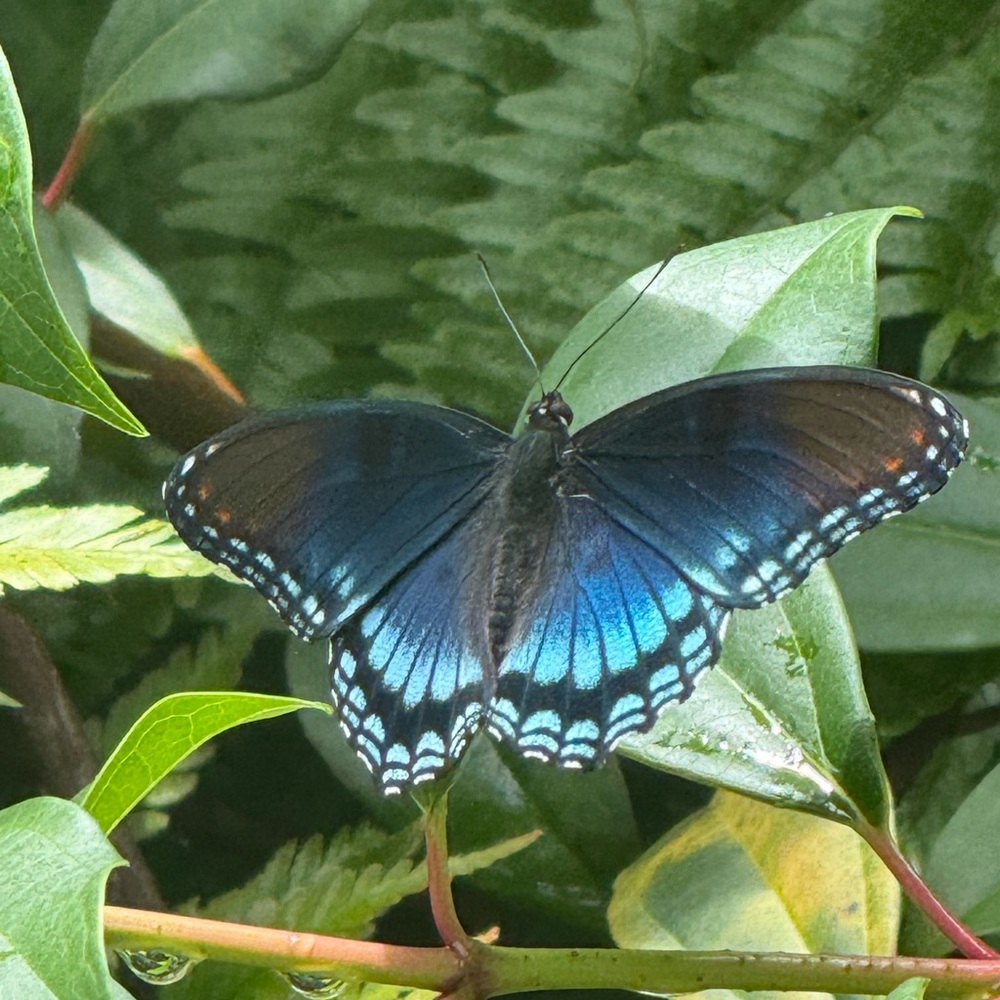 Meet your Posher, Sharon
